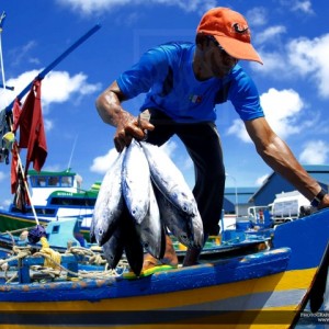 fao-pesca