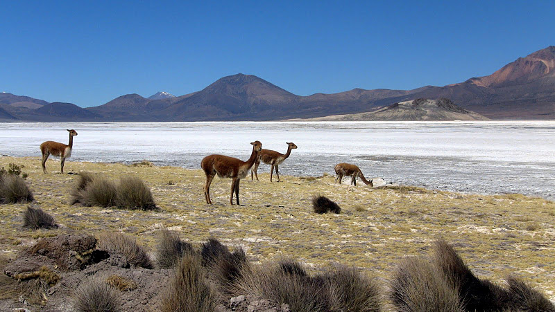 Comunidades defienden los salares frente a la minería del litio