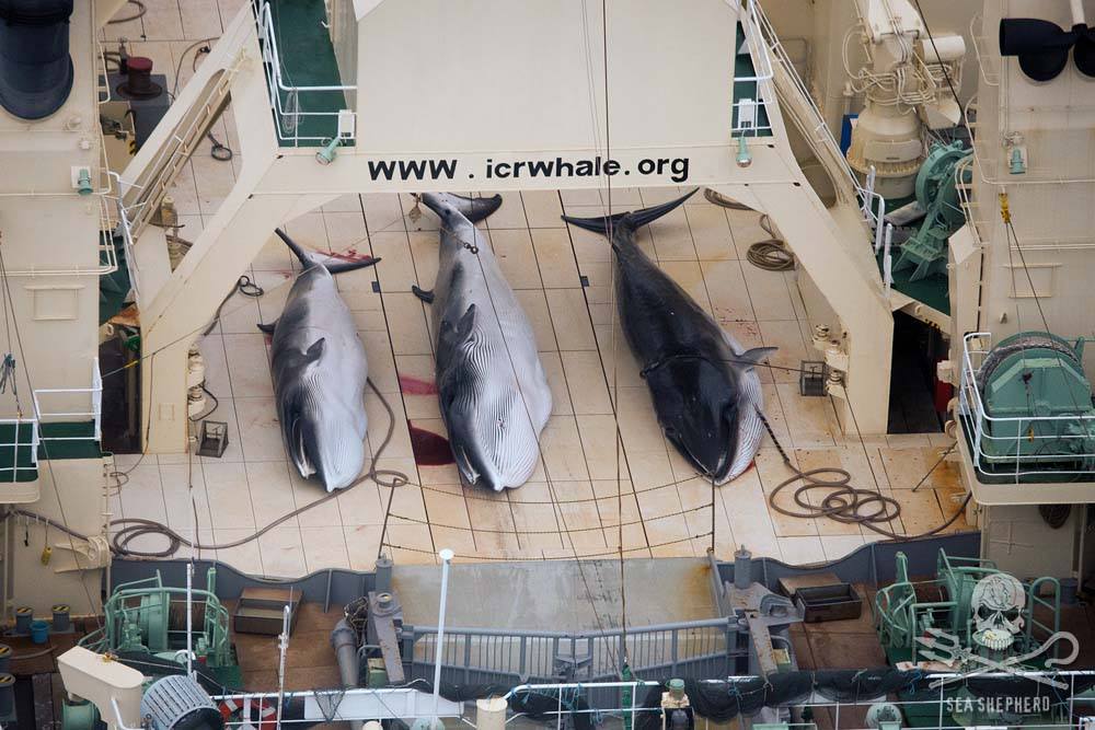 Sea Shepherd califica de «conspiración criminal» anuncio de Japón de cazar ballenas en Océano Austral