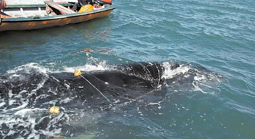 Ballena atrapada en redes de pesca logra ser liberada en Chiloé