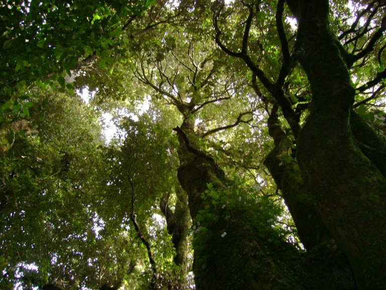 Codeff rechaza Parque Eólico Pililín en Valdivia porque dañara los Bosques Antiguos