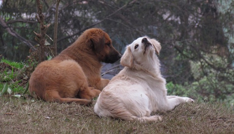 Perros de «vida libre» amenazan fauna nativa y animales de crianza en Chiloé