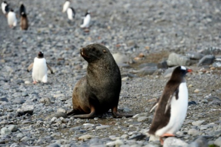 Pingüinos, ballenas y focas desesperados por la escasez de krill en la Antártida