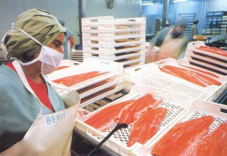 Realizan trágico recuento de trabajadores muertos en la industria salmonera en 2019