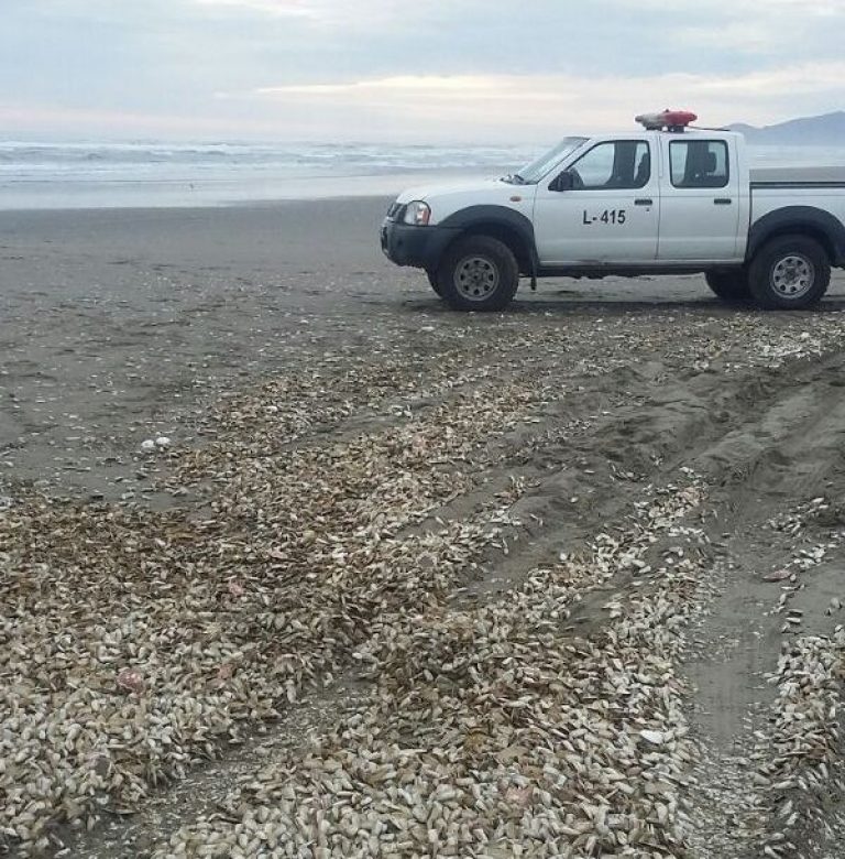 Este fin de semana se registró nueva varazón de machas, y se encontraron dos lobos marinos muertos