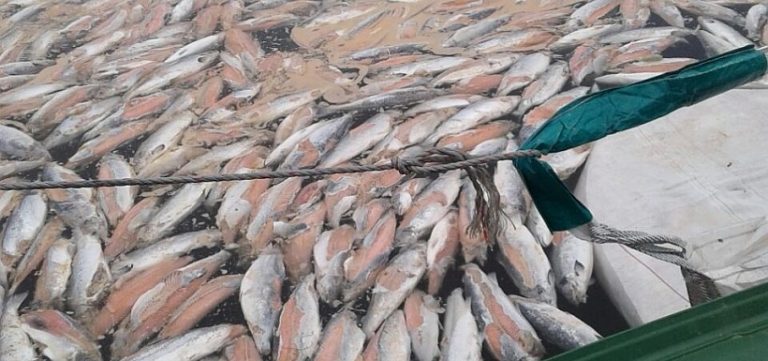 En Aysén las salmoneras NO Respetan Ley Ambiental y tienen sobreproducción hasta 10 veces lo autorizado