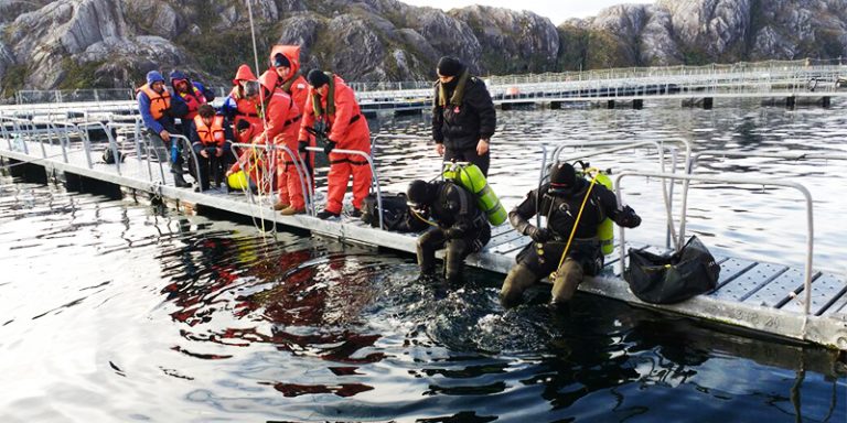 Sindicato de Buzos se reunirá con Parlamentarios para impulsar Estatuto Laboral y alertar sobre colusión entre Salmoneras y Mutuales de Seguridad  