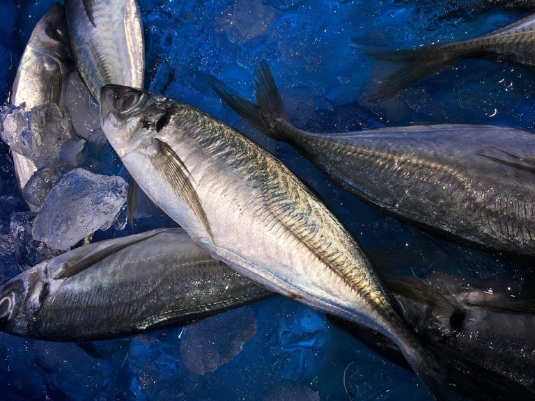 Los niños que comen pescado todas las semanas duermen mejor y tienen mayor coeficiente intelectual