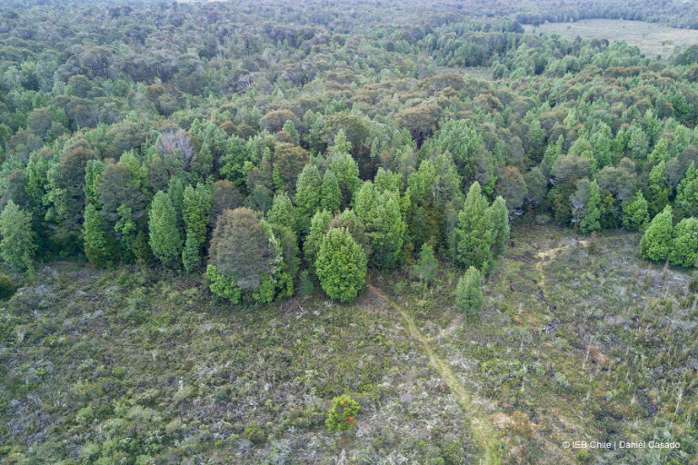 OLCA libera un instructivo para proteger bosque nativo ante arremetida de agroindustria 