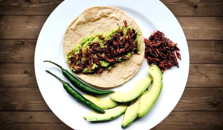 Alimentos e insectos enriquecidos con grasas saludables serán parte de la dieta del mañana