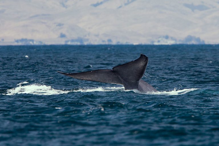 Detectan químicos tóxicos en las ballenas azules de Chile. Contaminantes podrían provenir de industria salmonera