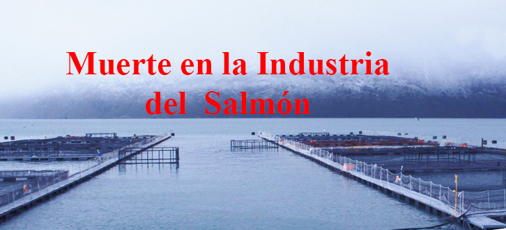 Muerte de buzo salmonero revela bajos estándares laborales e irregularidad de protocolos de seguridad en industria salmonera en Chile