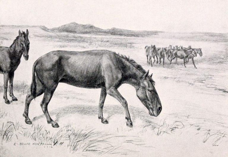 ¿Fueron los Humanos o el Cambio Climático?: ¿Cómo se extinguieron los caballos prehistóricos en Sudamérica?