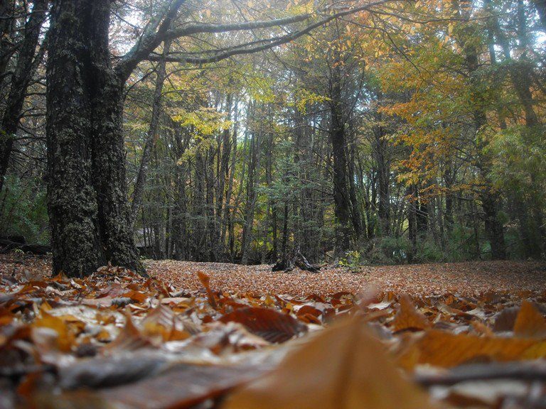 Declaración AIFBN. Tome nota Presidente: la urgencia y eficacia en la lucha contra el Cambio Climático está en el sector forestal y sus ecosistemas nativos