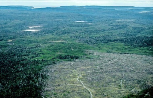 Noticiero  destaca a nivel nacional catástrofe y conflicto por deforestación en Quellón (Chiloé)