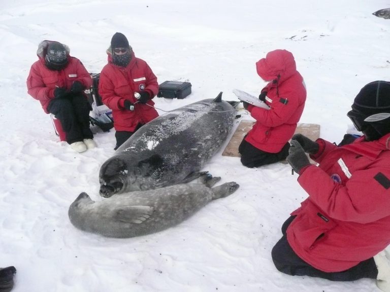 Publicaciones científicas de autoras y autores chilenos sobre Antártica casi se han quintuplicado en sólo una década