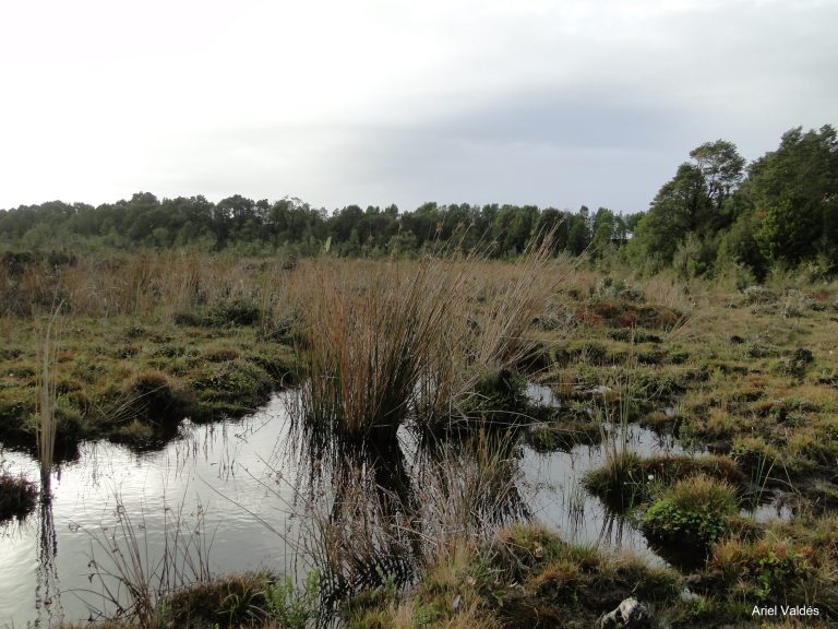 Congreso despacha proyecto de protección ambiental de turberas:  iniciativa queda lista para convertirse en ley 