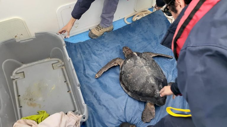 Tortuga Verde es liberada en Reserva Marina «Choros y Damas»