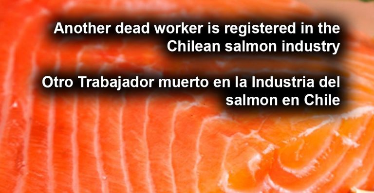 Muere otro trabajador salmonero en Chile: ¿Es la Necro industria del salmón en la Patagonia?.