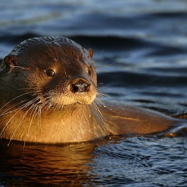 Festival en Huerere (Cunco)  promueve la protección del huillin, nutria en peligro de extinción