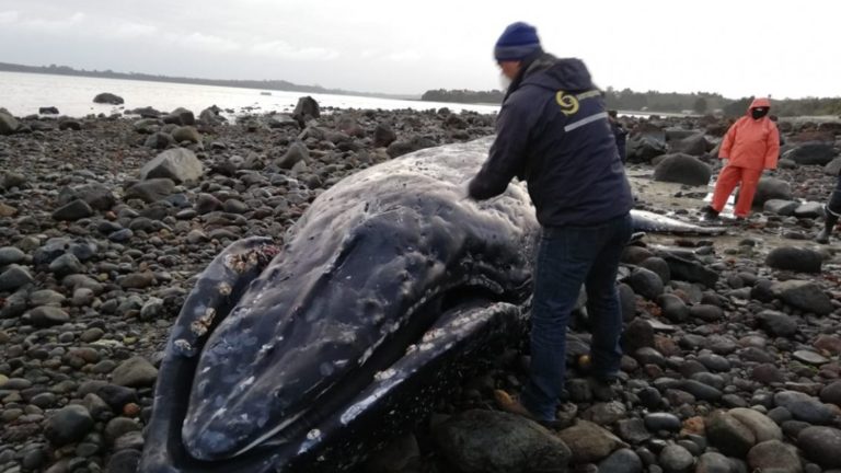 Investigan varamiento de ballena en la costa de Calbuco