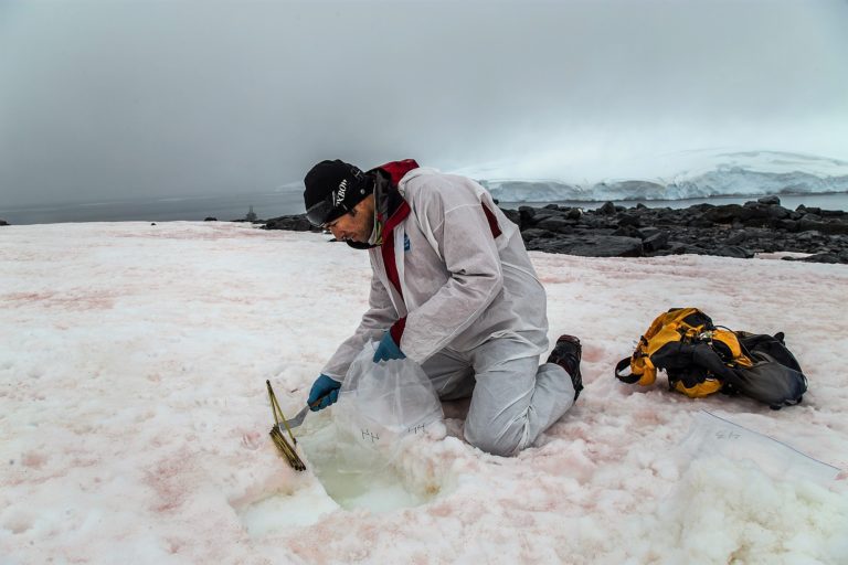 Científicos estudian parásitos desconocidos de la Antártica