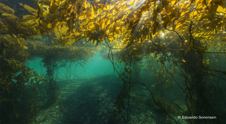 Bosques submarinos de la Patagonia presentan adaptaciones únicas al cambio climático