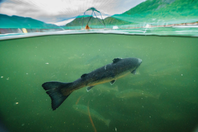 Salmón del Atlántico carnívoro, oportunista suelto en el Mar Interior de la Patagonia