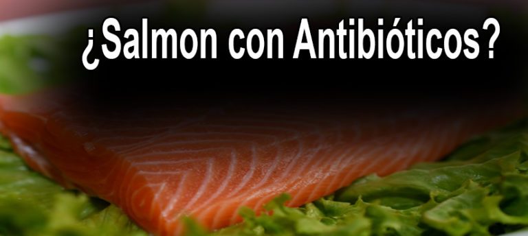 Masivo uso de antibióticos en industria salmonera amenaza a la salud de las personas