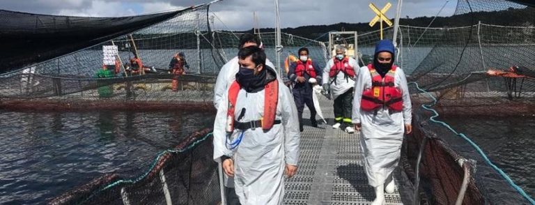 Otra vez el Virus ISA amenaza a salmoneras en Chiloé