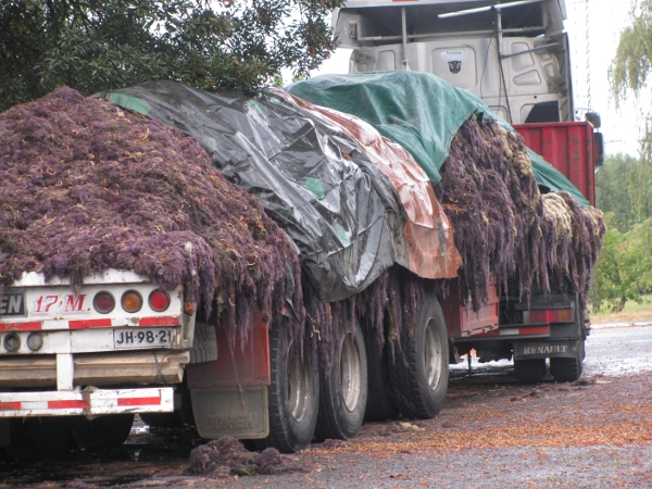 Ahora las Algas están siendo destruidas en Chile por la sobre-extracción y exportación