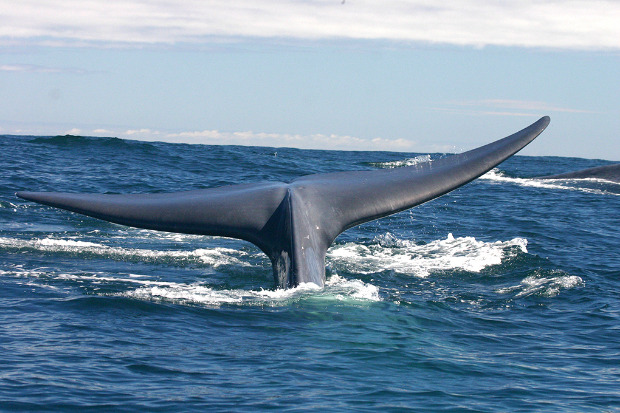 Proyecto Alfaguara, 21 años investigando a la ballena azul, el animal más grande del planeta​