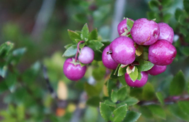 Alimentos Silvestres de los bosques de Aysén, invitan a conversatorio de artes y ciencias