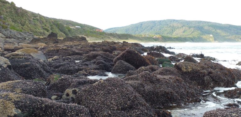 Recuperación de ecosistemas costeros es mejor protegiendo amplias zonas, más que pocas y dispersas