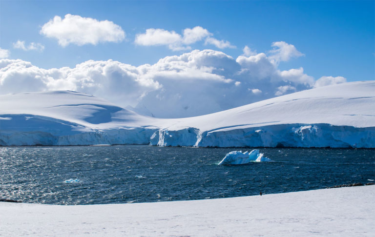 Especies no autóctonas en Antártica: impacto en la biodiversidad polar y los desafíos futuros