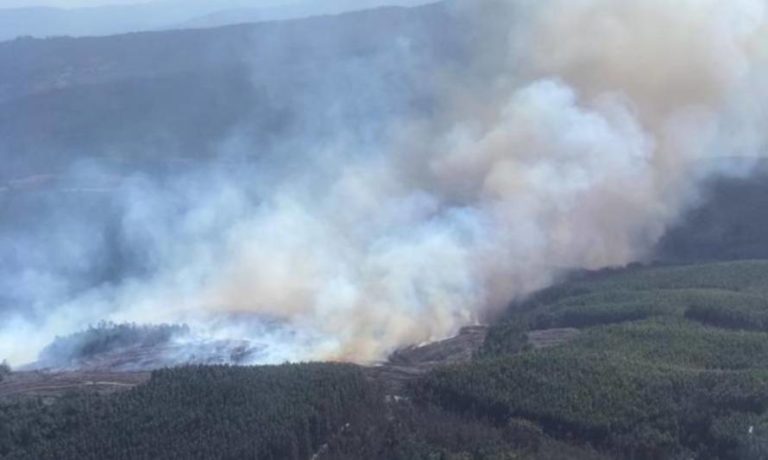 Acusan que monocultivos de industria forestal tienen responsabilidad en incendios y destrucción de agricultura campesina