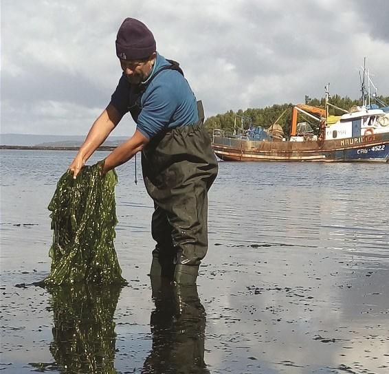 Algas costeras podrían ser un potente fertilizante para cultivo de hortalizas en invernaderos