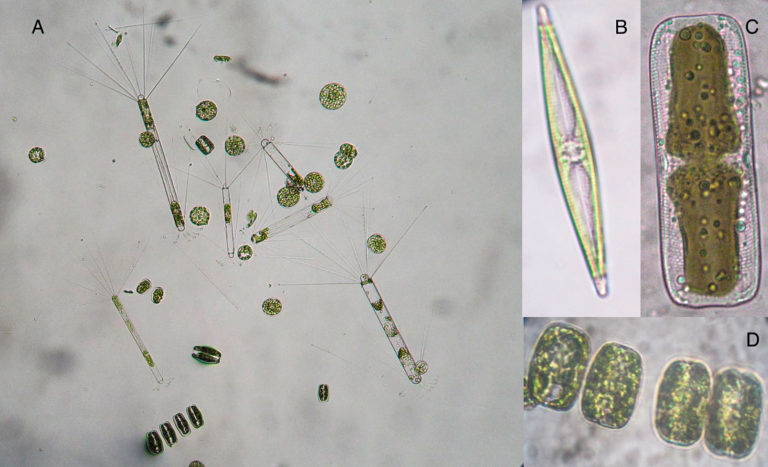 La importancia del plancton microbiano antártico