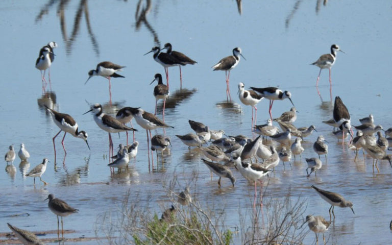 Aves playeras de salares y su vínculo con los celulares, computadoras y vehículos eléctricos