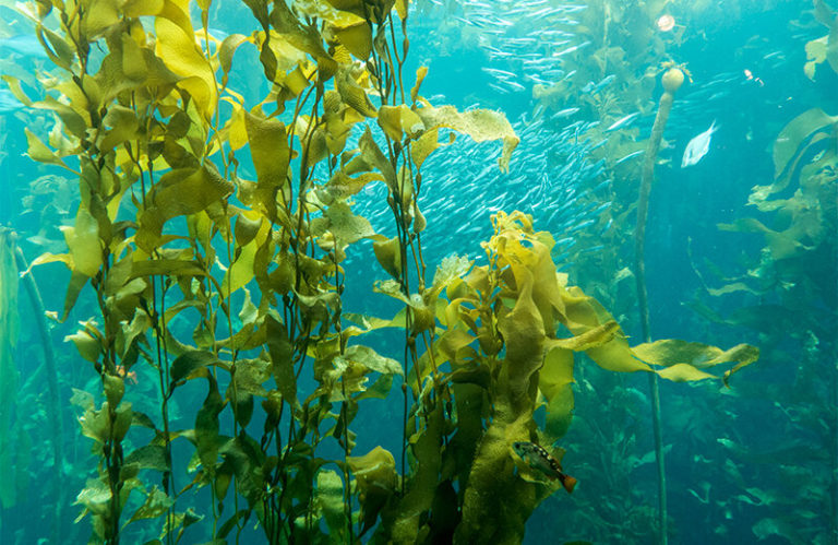 Investigación analizó temperatura y genética del Huiro, alga presente en Perú y Chile