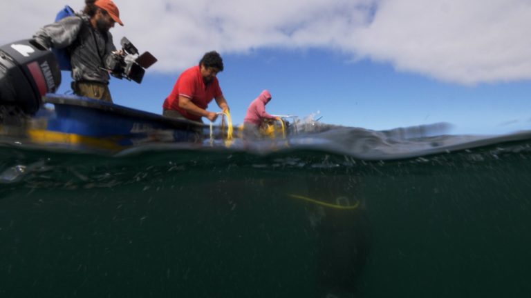 Microdocumental sobre pescadora artesanal de Chiloé obtiene importante reconocimiento