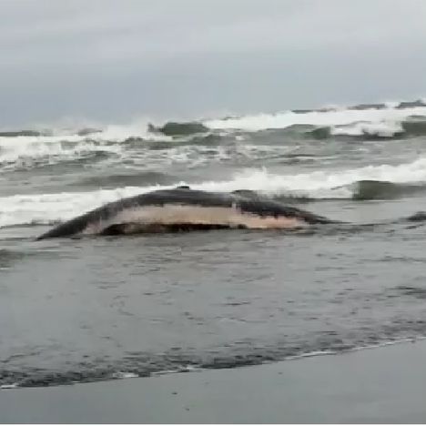 Lanzan aplicación para reportar incidentes de fauna marina en costa chilena. Bajate aquí la App