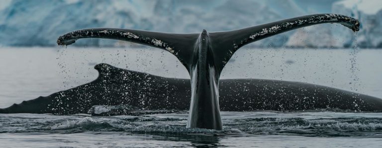 Japón y la caza de ballenas: la geopolítica del arpón vira hacia alta mar