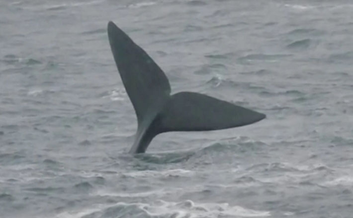 VIDEO Ballena: Celebran avistamiento de Ballena en Antofagasta