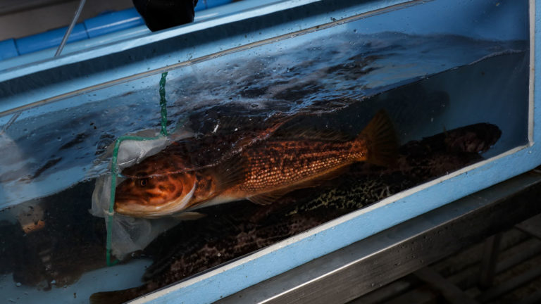 Estudio evaluó efecto de la concentración de metales pesados presentes en tres peces y en sus parásitos en la Antártica