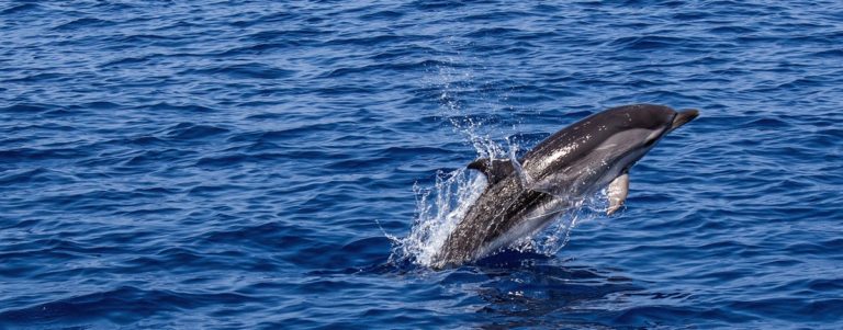 Interacciones de los mamíferos marinos con el hombre en un contexto de cambio climático