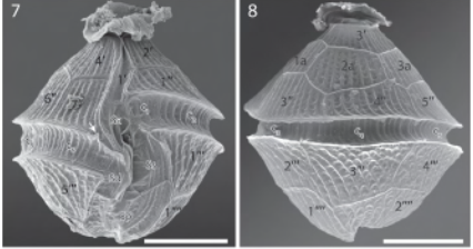 Científicos descubren presencia de nueva toxina en los mares de la Patagonia