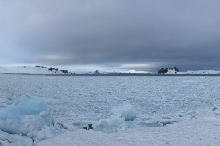 Investigadoras estudian el rol del microbioma en la tolerancia de macroalgas antárticas al cambio climático