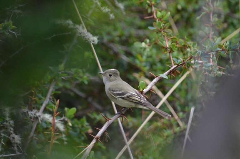 Observación de aves: una actividad del turismo a desarrollar en Cabo de Hornos