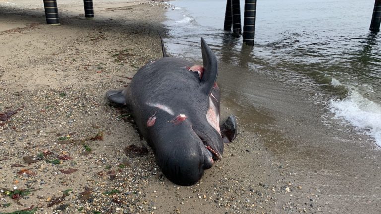 Ballena varó en costa de Punta Arenas